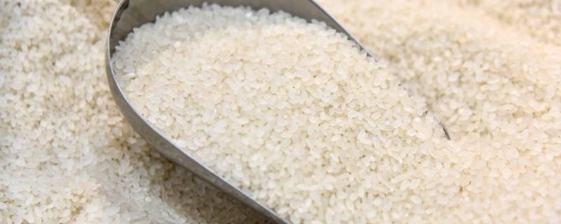 怎样去除大米里的小黑虫