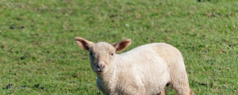 四面春风是什么动物