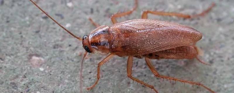 紫外线消毒灯能杀死蟑螂吗