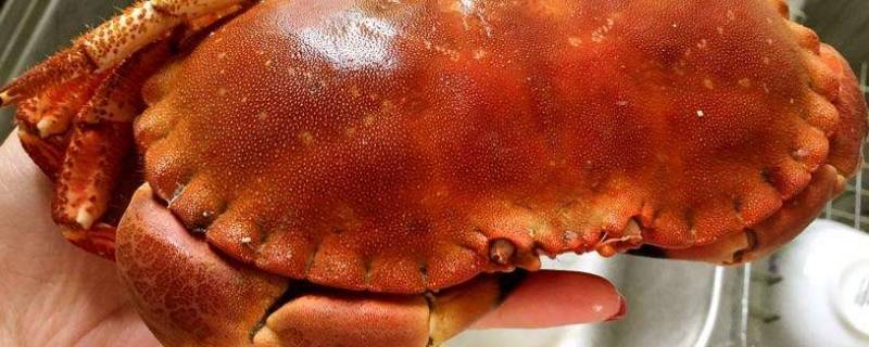 蒸面包蟹需要多长时间