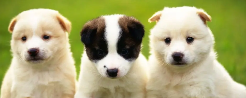 如果狗感染败血症肉能吃吗