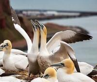 我是借款人但不是实际用款人。实际用款人是担保人，法律会怎么来判决？